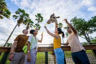 Busch Gardens Tampa Bay anuncia US$40 Milhões em investimentos para 2025